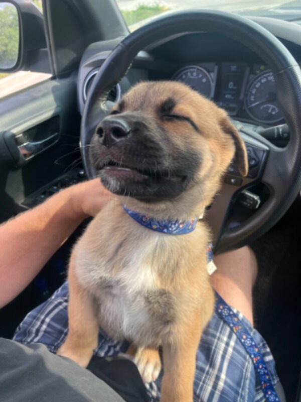 Cute And Funny Dogs (36 pics)