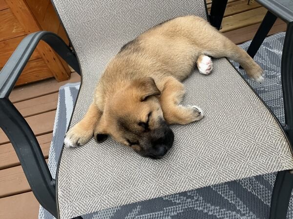 Cute And Funny Dogs (36 pics)