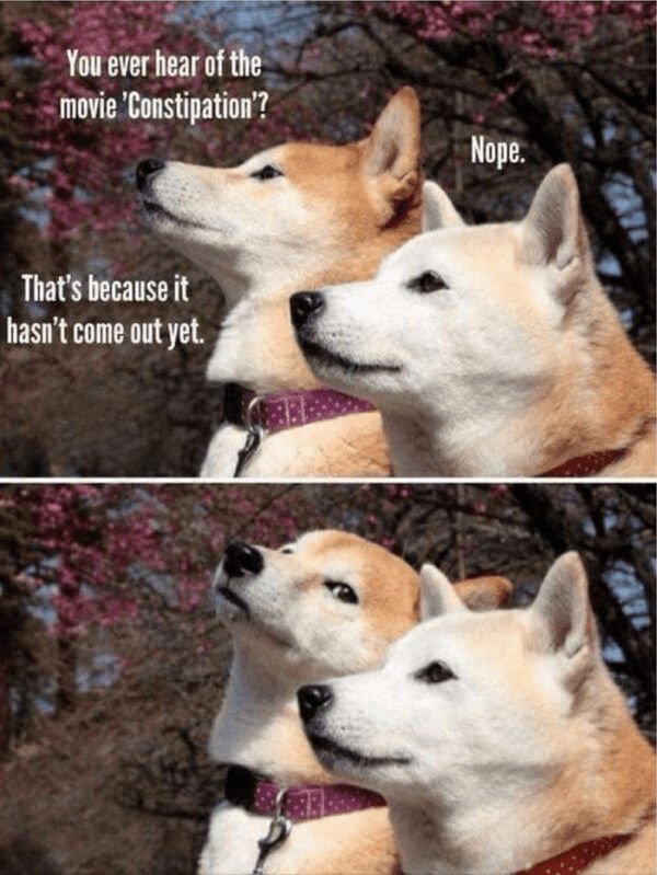 Cute And Funny Dogs (36 pics)