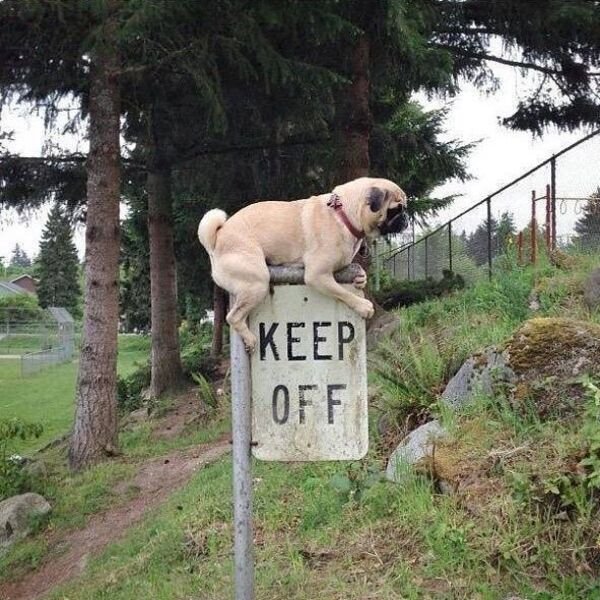 Cute And Funny Dogs (36 pics)