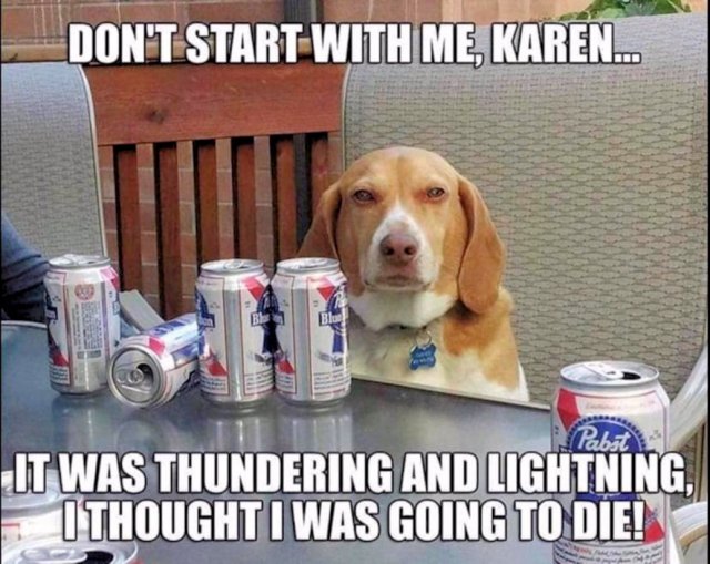 Cute And Funny Dogs (36 pics)