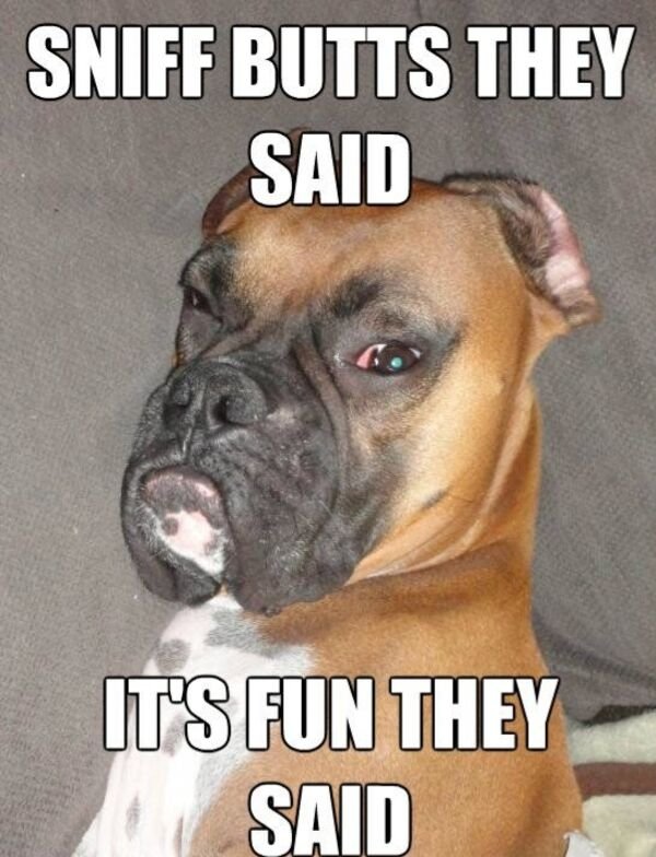 Cute And Funny Dogs (36 pics)
