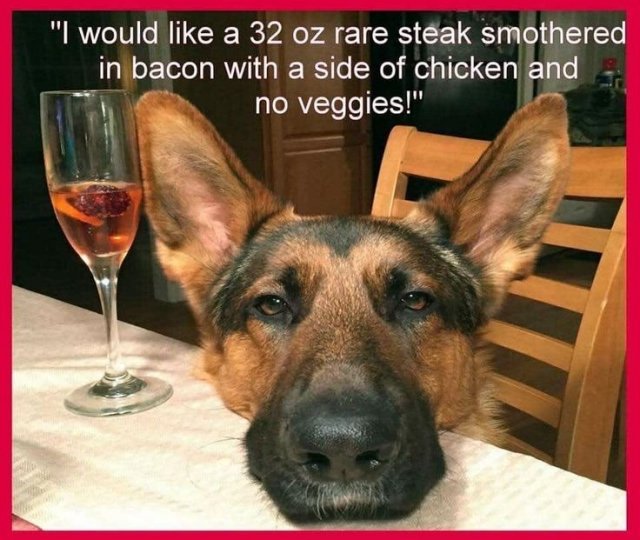 Cute And Funny Dogs (36 pics)