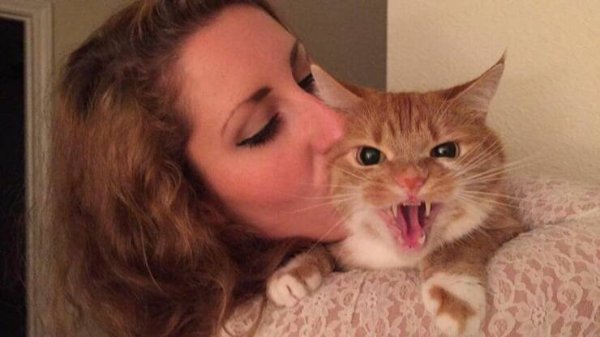 Funny Cats (32 pics)