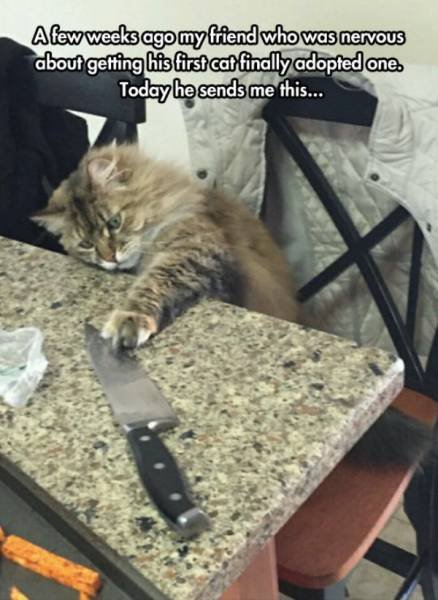 Funny Animals (62 pics)