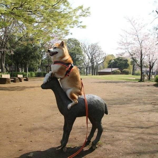 Funny Animals (62 pics)