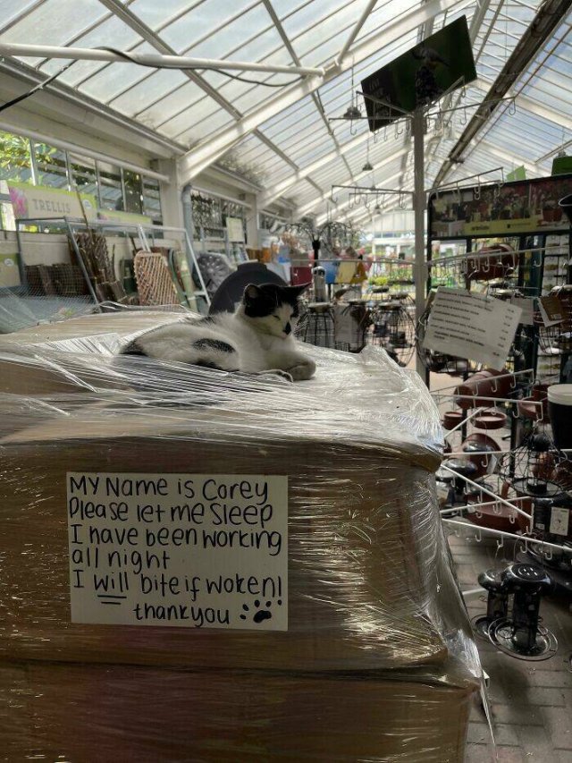 With Humor About Britain (24 pics)