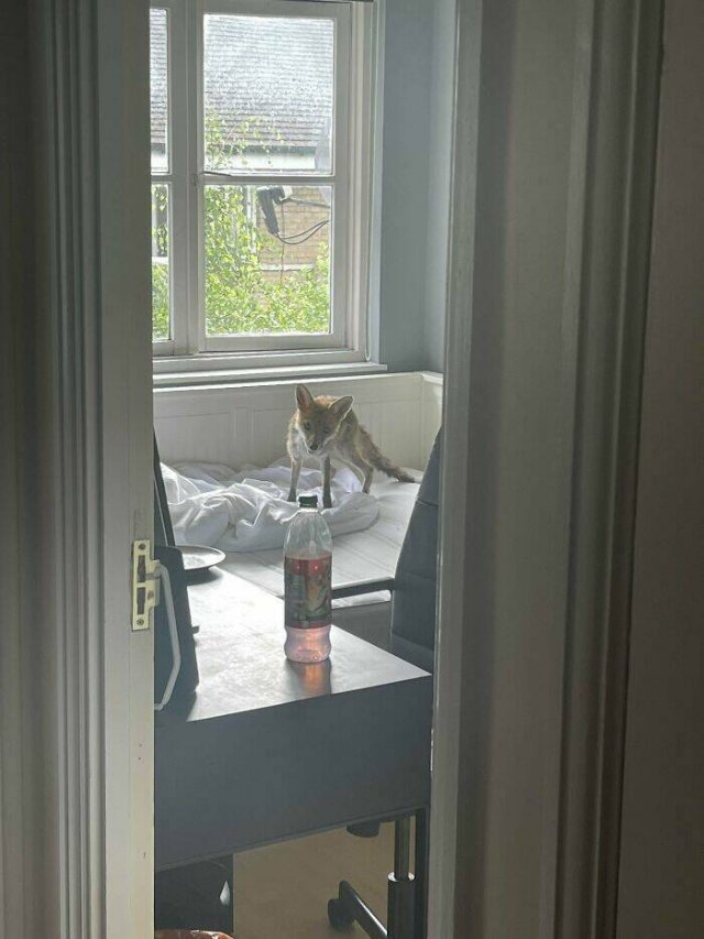 With Humor About Britain (24 pics)