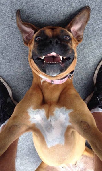 Funny Animals (48 pics)