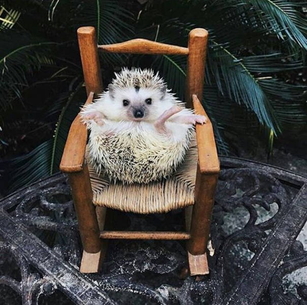 Cute And Funny Hedgehogs (60 pics)