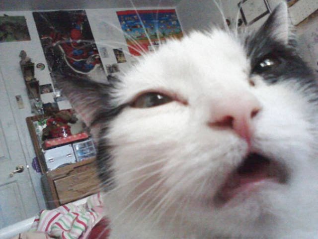 Funny Animals (48 pics)