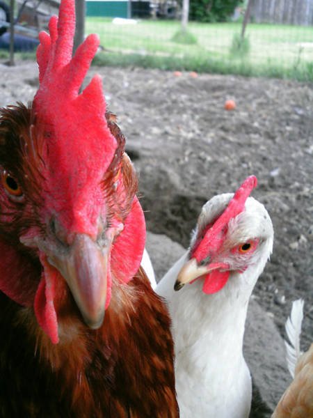 Funny Animals (48 pics)