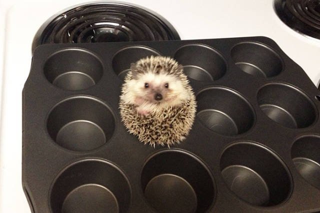 Cute And Funny Hedgehogs (60 pics)