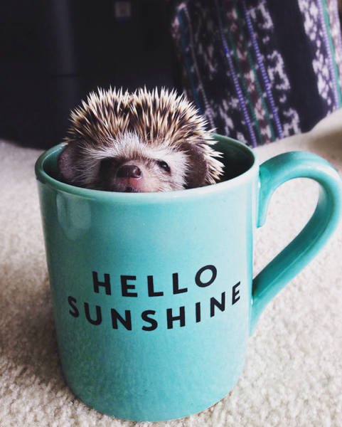 Cute And Funny Hedgehogs (60 pics)