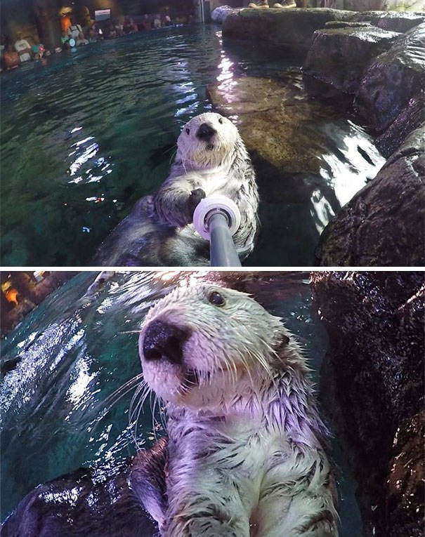 Funny Animals (48 pics)