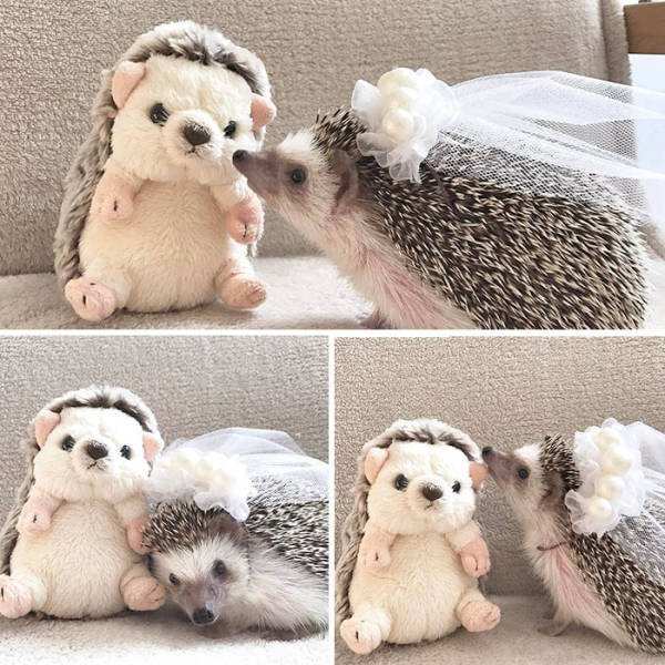 Cute And Funny Hedgehogs (60 pics)