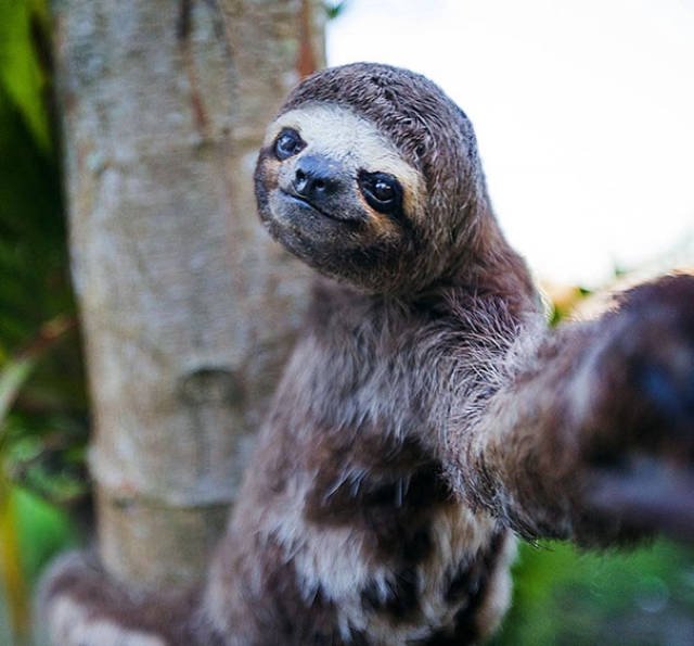 Funny Animals (48 pics)