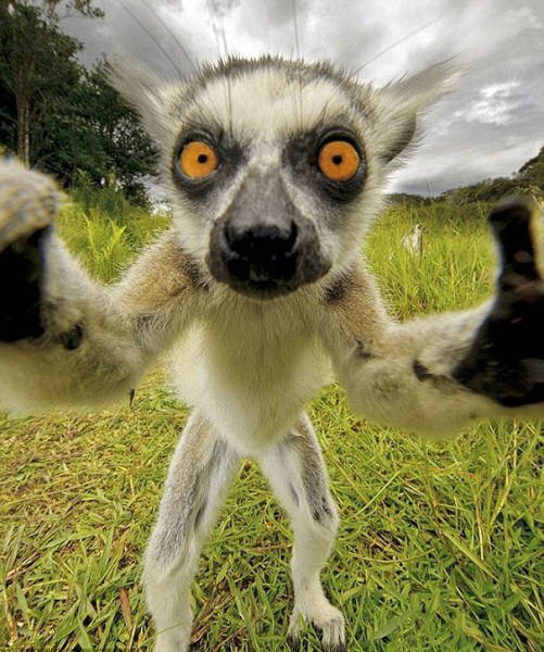 Funny Animals (48 pics)