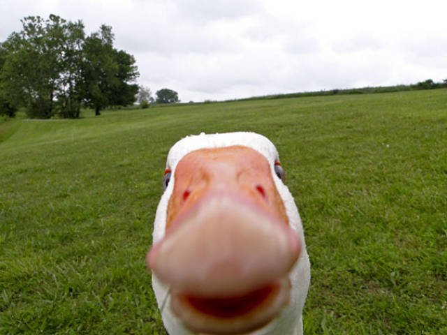 Funny Animals (48 pics)