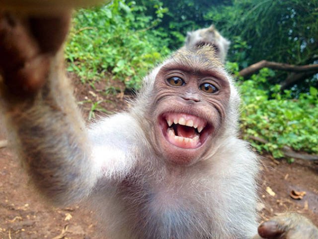 Funny Animals (48 pics)