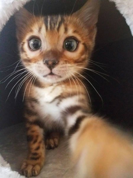 Funny Animals (48 pics)