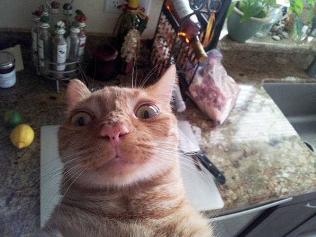 Funny Animals (48 pics)