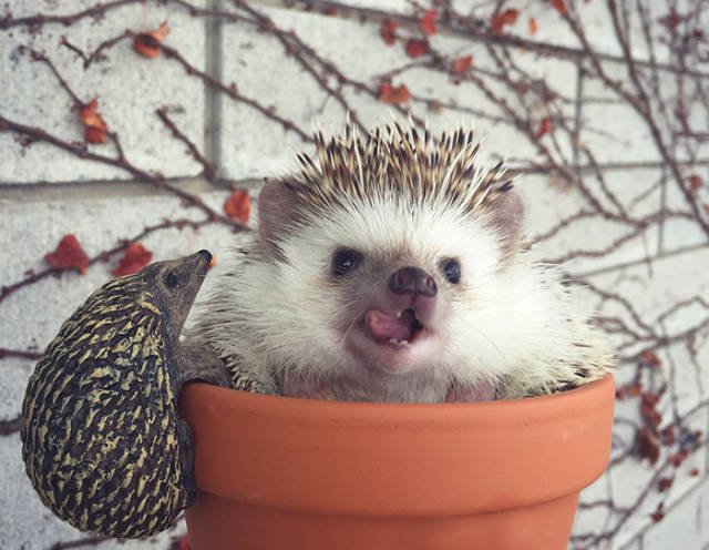 Cute And Funny Hedgehogs (60 pics)