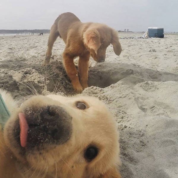 Funny Animals (48 pics)