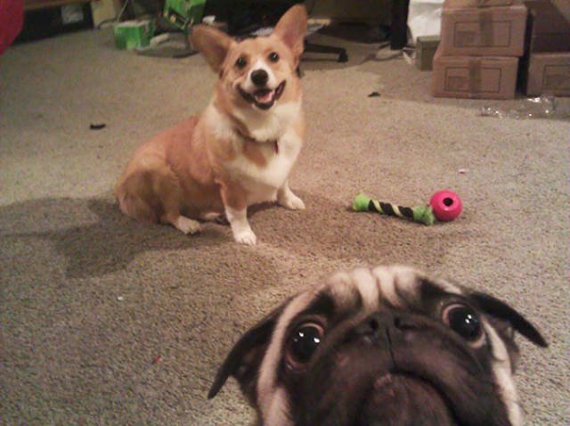 Funny Animals (48 pics)