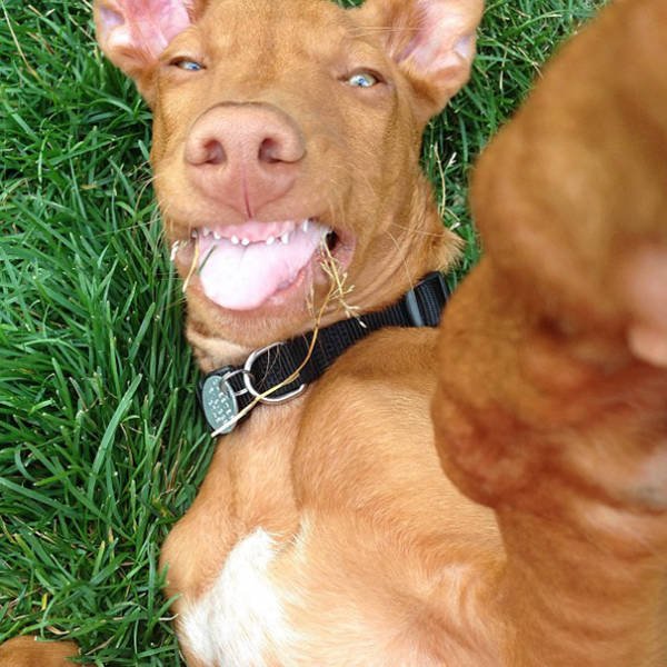 Funny Animals (48 pics)