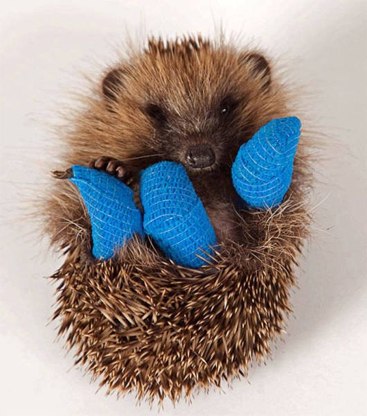 Cute And Funny Hedgehogs (60 pics)