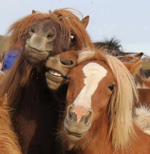 Funny Animals (48 pics)