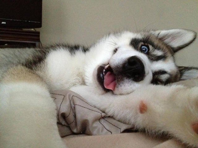 Funny Animals (48 pics)