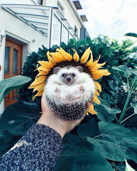 Cute And Funny Hedgehogs (60 pics)