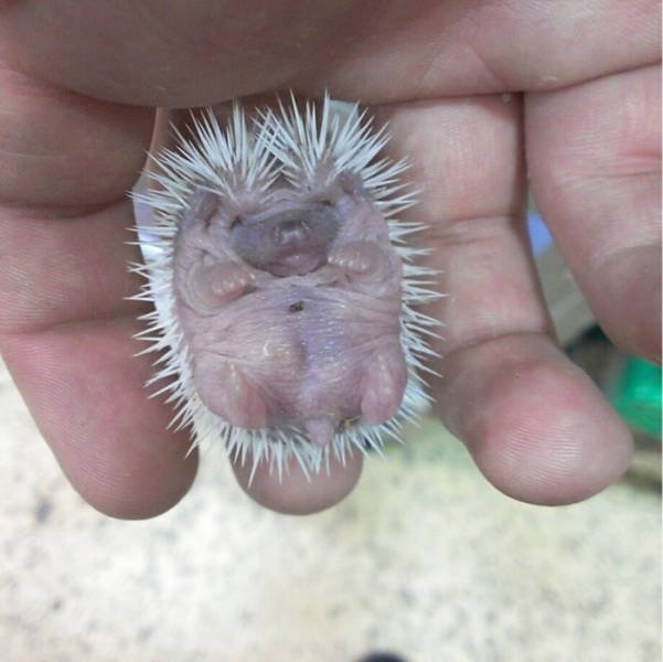 Cute And Funny Hedgehogs (60 pics)