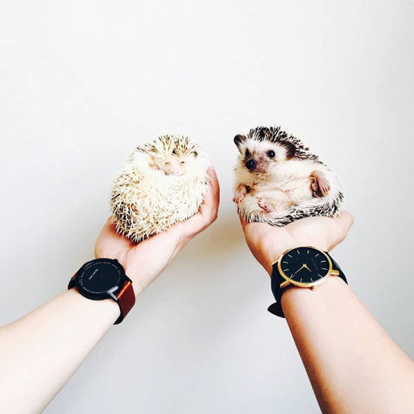 Cute And Funny Hedgehogs (60 pics)