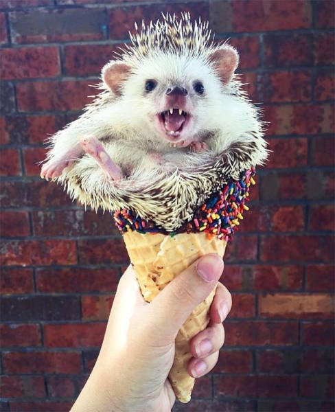 Cute And Funny Hedgehogs (60 pics)