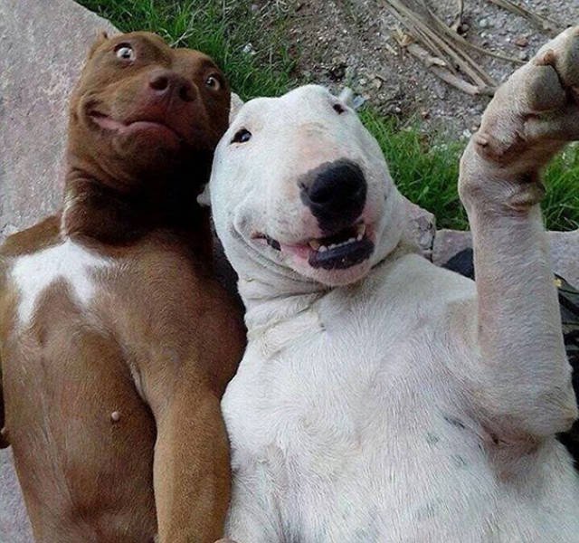 Funny Animals (48 pics)