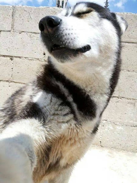 Funny Animals (48 pics)