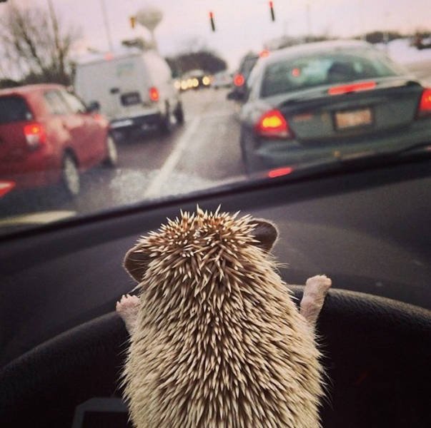 Cute And Funny Hedgehogs (60 pics)