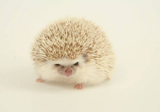 Cute And Funny Hedgehogs (60 pics)