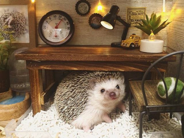 Cute And Funny Hedgehogs (60 pics)