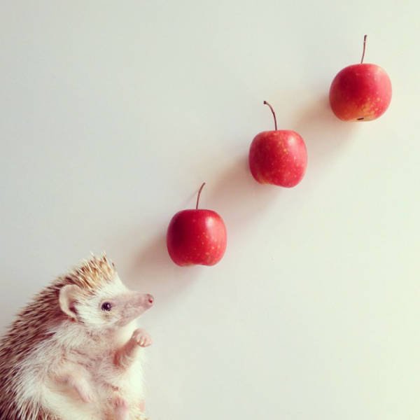 Cute And Funny Hedgehogs (60 pics)