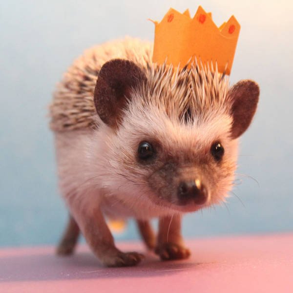 Cute And Funny Hedgehogs (60 pics)