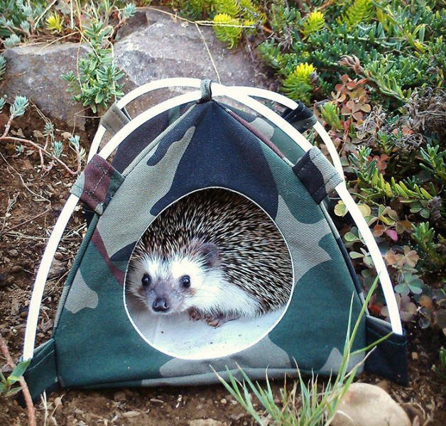 Cute And Funny Hedgehogs (60 pics)