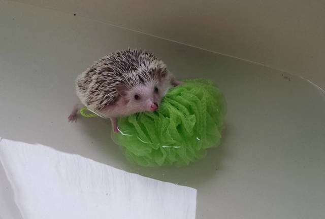 Cute And Funny Hedgehogs (60 pics)