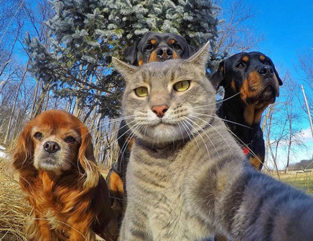 Funny Animals (48 pics)