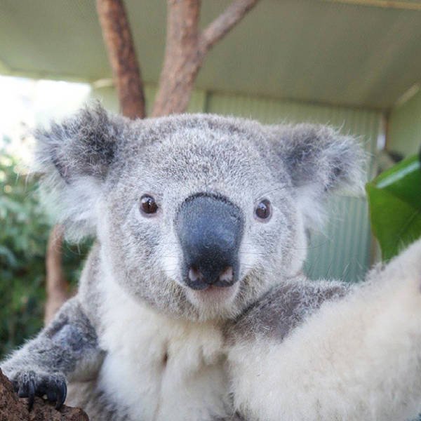 Funny Animals (48 pics)