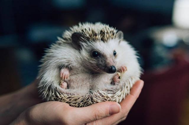 Cute And Funny Hedgehogs (60 pics)