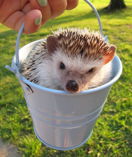 Cute And Funny Hedgehogs (60 pics)